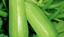 落九川和吃瓜,落九川的瓜田奇遇记