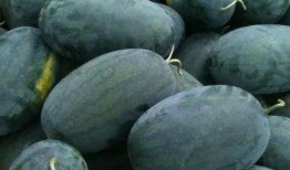 吃瓜有赏,揭秘娱乐圈幕后故事