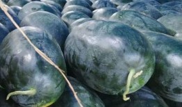 石头瓜是硒沙瓜吗怎么吃,独特吃法揭秘