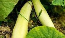 夏庄吃瓜事件,一场引发全民热议的网络狂欢