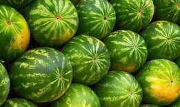 看瓜别吃瓜,品鉴瓜界风云，不沾瓜田是非