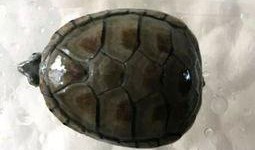 头盔蛋龟吃瓜,探索龟类吃瓜的趣味时光