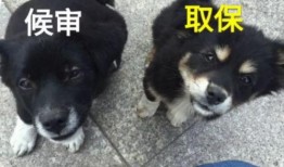 小土狗可以吃瓜,瓜果乐园探秘