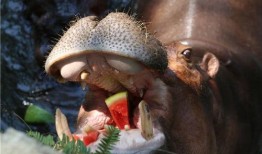 带你吃瓜动物照片大全,带你领略趣味横生的动物照片大全