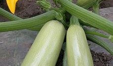 松瓜怎么吃,探索美味与健康的完美结合