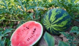 吃瓜侃影瓜圈,吃瓜群众揭秘娱乐圈幕后故事