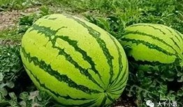 delicious吃瓜,揭秘Delicious平台上的热门吃瓜话题