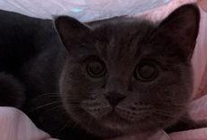 猫猫请你吃瓜,一场温馨的美食之旅