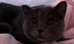 猫猫请你吃瓜,一场温馨的美食之旅