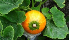 西洋蜜瓜怎么吃,西洋蜜瓜的多彩食法探索