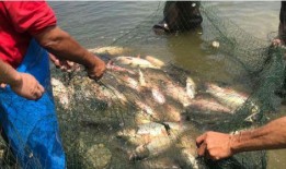 吃瓜捕鱼神器,轻松捕鱼，尽享乐趣