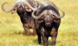 吃瓜牛牛视频大全,趣味横生的搞笑瞬间大盘点