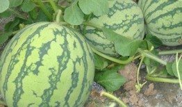 赵美延吃瓜占卜,揭秘明星背后的神秘面纱