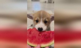 纯情小狗吃瓜,纯情小狗的瓜田奇遇记