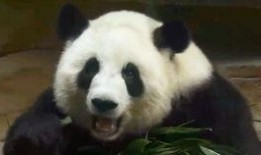 吃瓜大熊猫,揭秘熊猫界的“美食家”