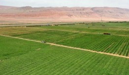 吃瓜基地平罗,吃瓜基地里的甜蜜生活