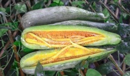 网红吃瓜外网,揭秘外网热门事件背后的真相