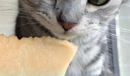 猫猫请你吃瓜,一场温馨的美食之旅