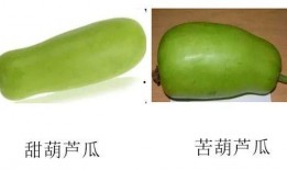 葫芦瓜可以常吃吗,家常菜中的常客，健康饮食的佳选