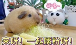 逆水寒豚鼠吃瓜,豚鼠吃瓜，揭秘江湖风云背后的秘密