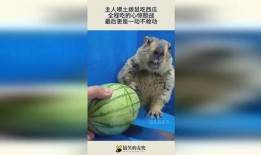 会吃瓜的土拨鼠,揭秘动物界的“美食家”