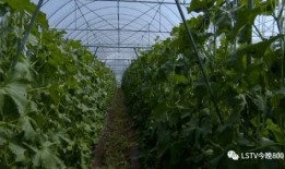 西昌吃瓜视频,揭秘当地美食文化盛宴