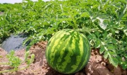 有红瓜西瓜吃吗,揭秘红瓜西瓜的独特风味