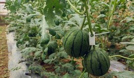 中牟吃大瓜,揭秘当地特色美食背后的故事