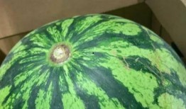 小区吃瓜头像,邻里间的欢乐时光与八卦风云