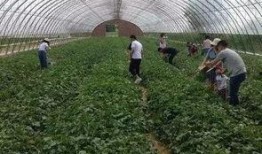 吃瓜基地平罗,吃瓜基地里的甜蜜生活