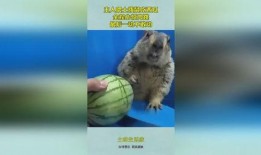会吃瓜的土拨鼠,揭秘动物界的“美食家”