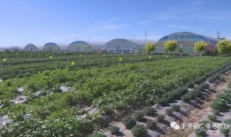 吃瓜基地平罗,吃瓜基地里的甜蜜生活