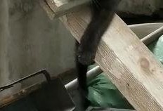 吃瓜者角度,吃瓜群众视角下的明星八卦风云