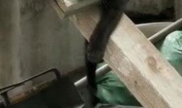 吃瓜者角度,吃瓜群众视角下的明星八卦风云