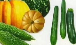 松瓜怎么吃,探索美味与健康的完美结合