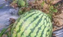 有红瓜西瓜吃吗,揭秘红瓜西瓜的独特风味