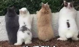 笑脸吃瓜,探寻快乐生活的秘诀