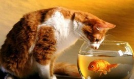 吸猫吃瓜吃黄桃,闲适生活的三重奏