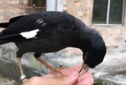 黑鸟吃瓜视频,揭秘娱乐圈幕后真相