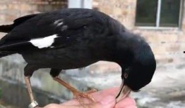 黑鸟吃瓜视频,揭秘娱乐圈幕后真相