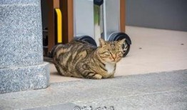 吃瓜群众科学猫,揭秘科学世界的趣味与奥秘