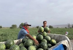 吴阳吃瓜,揭秘娱乐圈幕后故事