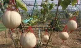 佛山顺德乐从吃瓜