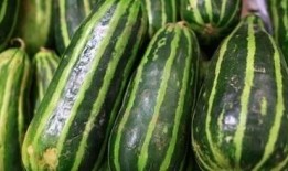 吃梢瓜能减肥原版