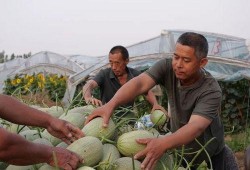 岗头村吃瓜视频,揭秘乡村生活趣味瞬间