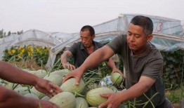 岗头村吃瓜视频,揭秘乡村生活趣味瞬间