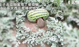 偷瓜且吃瓜,一场欢乐的夏日冒险