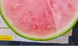 全公司吃瓜,共享瓜果飘香欢乐时光