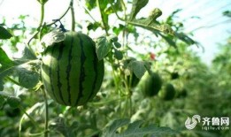 夏庄吃瓜事件,一场引发全民热议的网络狂欢