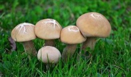 蘑菇之家吃瓜,一场别开生面的吃瓜盛宴